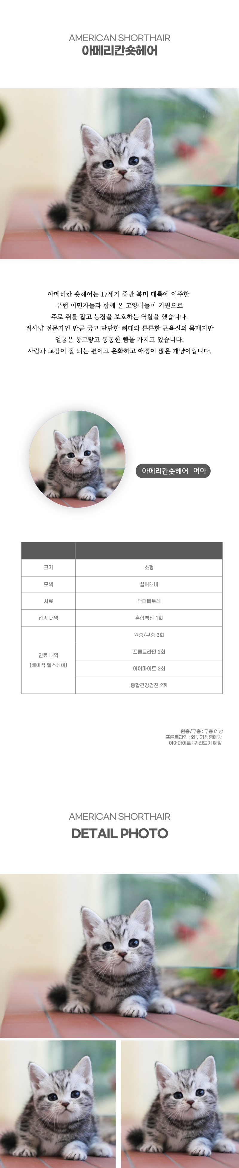 아메리칸숏헤어_상세이미지_2